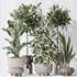 Indoor plants set 74 Ficus Microcarpa Indian Laurel and Ficus Cyathistipula African Fig and Aspidistra Elatior and ParadiseBird - Thumbnail 7