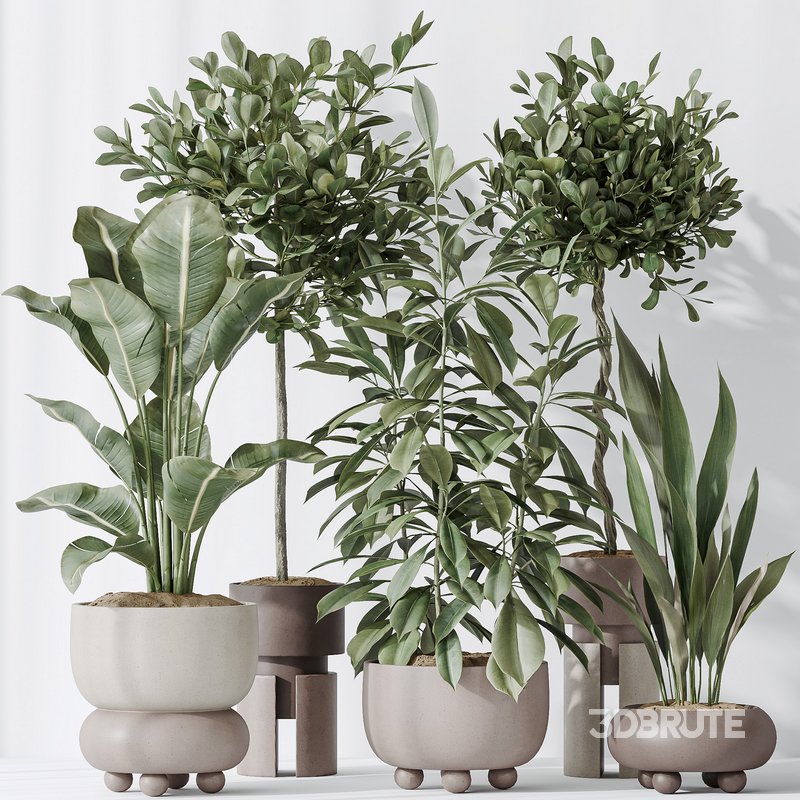 Indoor plants set 74 Ficus Microcarpa Indian Laurel and Ficus Cyathistipula African Fig and Aspidistra Elatior and ParadiseBird Image 7