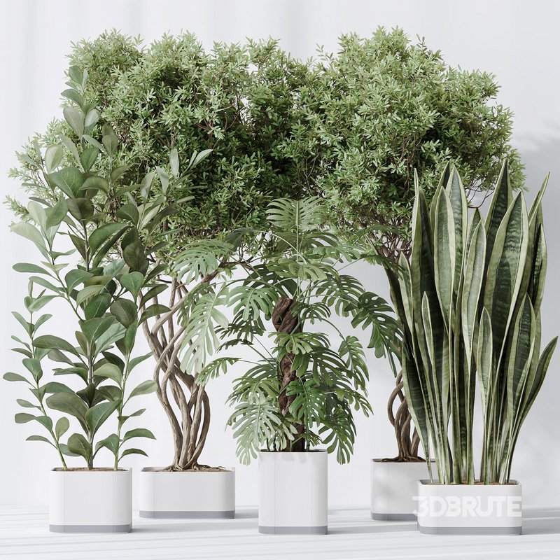 Indoor plants set 91 Green Sansevieria and Elegant Monstera and Ficus Microcarpa and Chemlali Olive Image 3