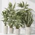 Indoor plants set 70 Majesty Cat Reed Palm and ParadiseBird - Thumbnail 7