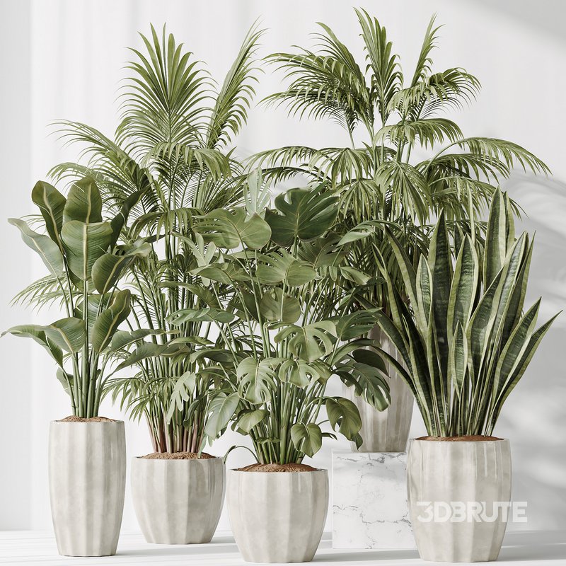 Indoor plants set 70 Majesty Cat Reed Palm and ParadiseBird Image 7