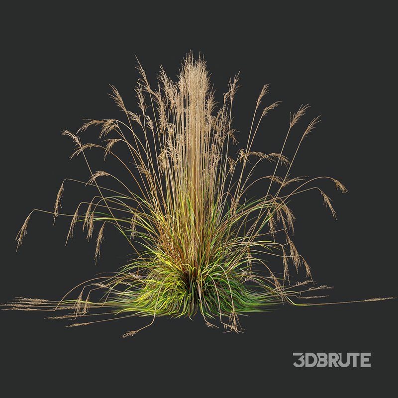 Carex Testacea Orange and Molinia Caerulea Fire Grasses Image 2