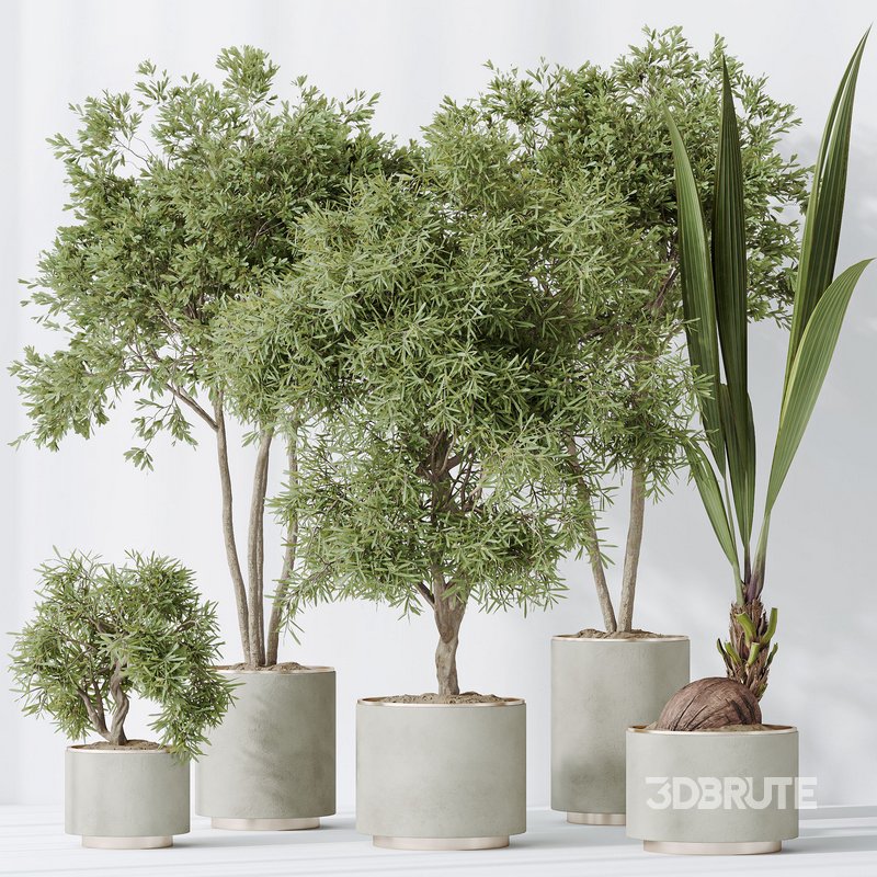 Indoor plants set 92 Mission Leccino Arbequina Olive and Genus Cocos Coconut Palm Image 4