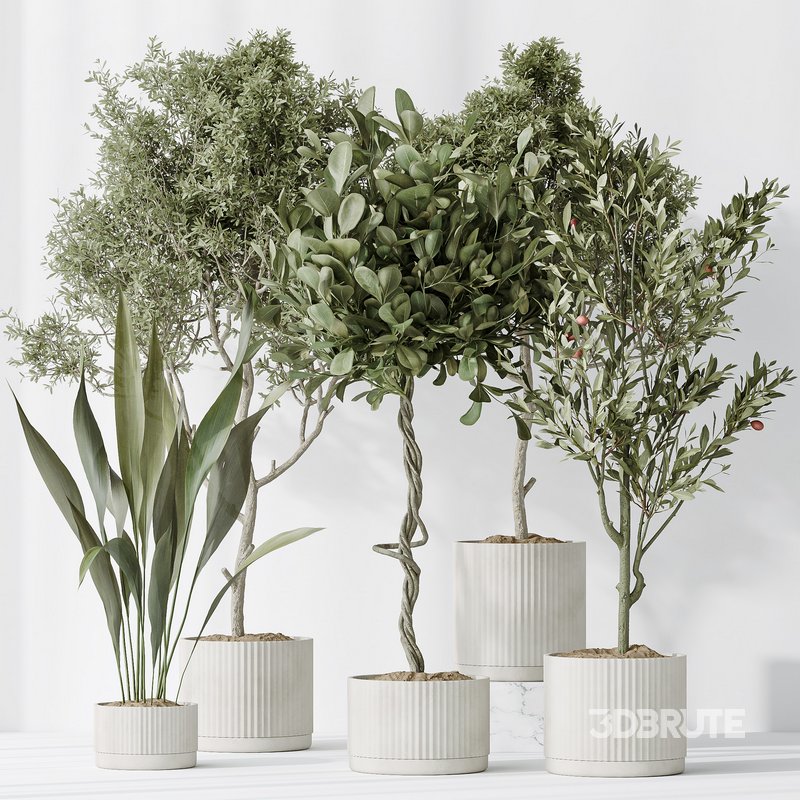 Indoor plants set 79 Wilsonii Chemlali Olive and Ficus Microcarpa and Mission Olive Image 5