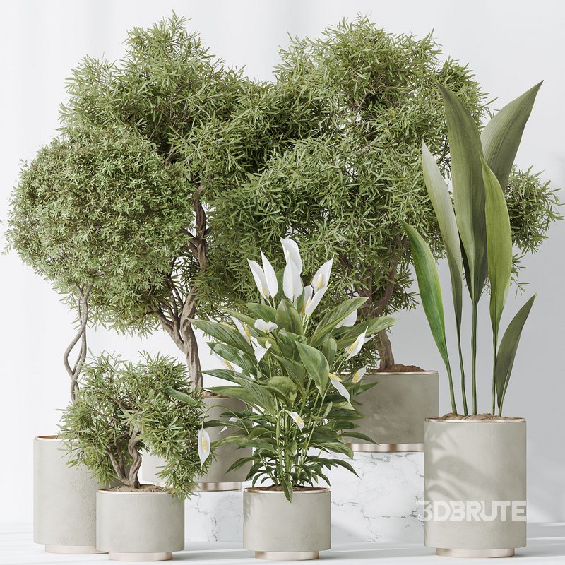 Indoor plant set 64 Image 2