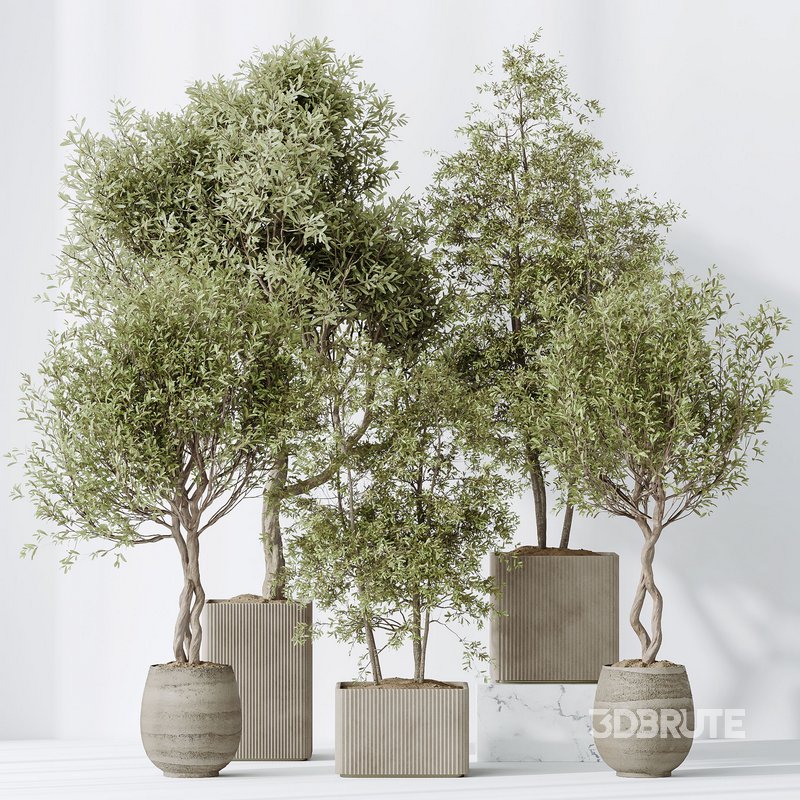 indoor plants set 93 Mission Kalamata Leccino Arbequina Wilsonii Chemlali Olive Image 5