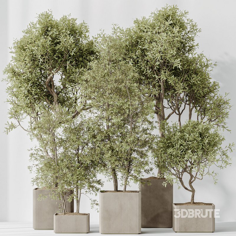 Indoor plants set 80 Mission Kalamata Leccino Arbequina Wilsonii Chemlali Olive Image 3