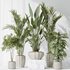 Indoor plants set 83 Areca Majesty Palm and ParadiseBird and Chemlali Olive and Elegant Monstera - Thumbnail 7