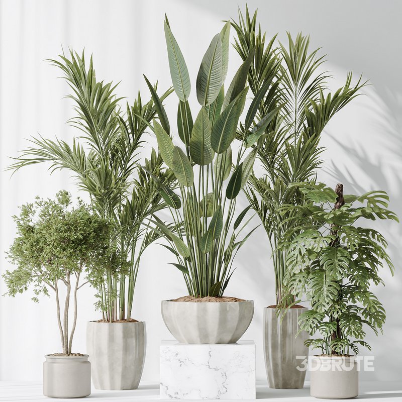 Indoor plants set 83 Areca Majesty Palm and ParadiseBird and Chemlali Olive and Elegant Monstera Image 7