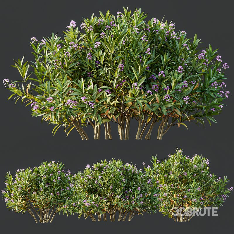 Phillyrea Angustifolia Rosemarinifolia and Oleander Laurier Kaner Rose Pink Image 2