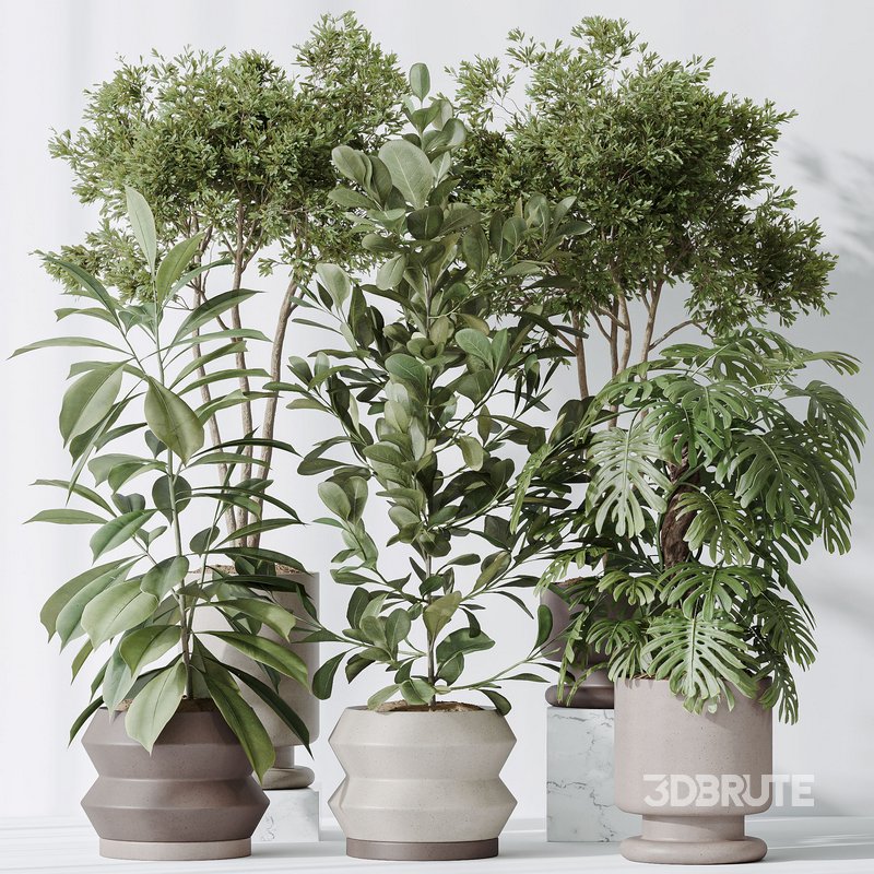 Indoor plants set 76 Wilsonii Chemlali Olive and Elegant Monstera and Ficus Microcarpa Image 4