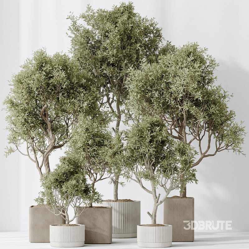 Indoor plants set 80 Mission Kalamata Leccino Arbequina Wilsonii Chemlali Olive Image 6