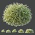 HQ Plants Gypsophila Paniculata Snowflake Breath - Thumbnail 2