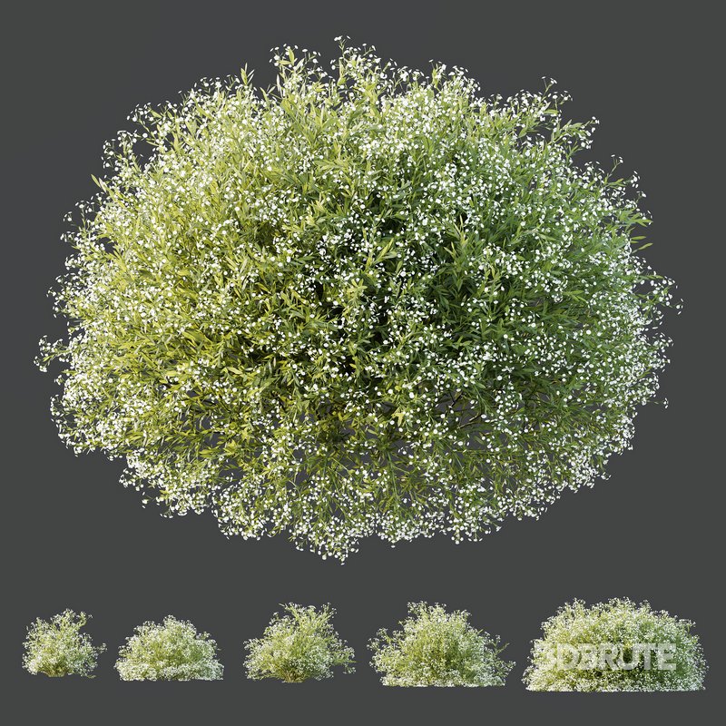 HQ Plants Gypsophila Paniculata Snowflake Breath Image 2