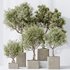 indoor plants set 95 Mission Kalamata Chemlali Olive and Ficus - Thumbnail 2