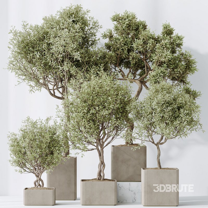 indoor plants set 95 Mission Kalamata Chemlali Olive and Ficus Image 2