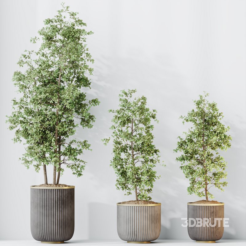 HQ HousePlants Mission Kalamata Leccino Arbequina Wilsonii Chemlali Olive Set 43 Image 1