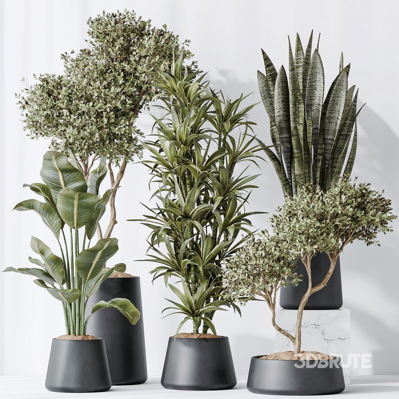 Indoor plants set 84 Olive Tree and ParadiseBird Image 5