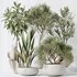 Indoor plants set 86 Mission Kalamata Olive and Ficus African Fig and Aspidistra Elatior - Thumbnail 5