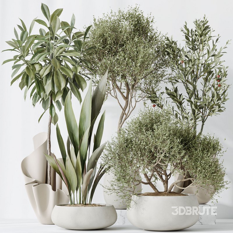 Indoor plants set 86 Mission Kalamata Olive and Ficus African Fig and Aspidistra Elatior Image 5