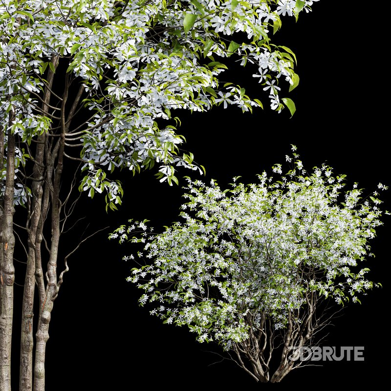 Amelanchier lamarckii Bush Image 2