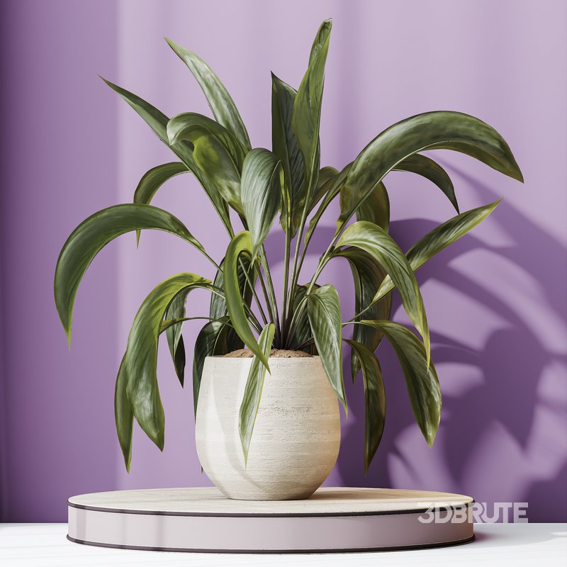 HQ HousePlants Spathiphyllum Wallisii Bellini Peace Lily Domino Set03 Image 4