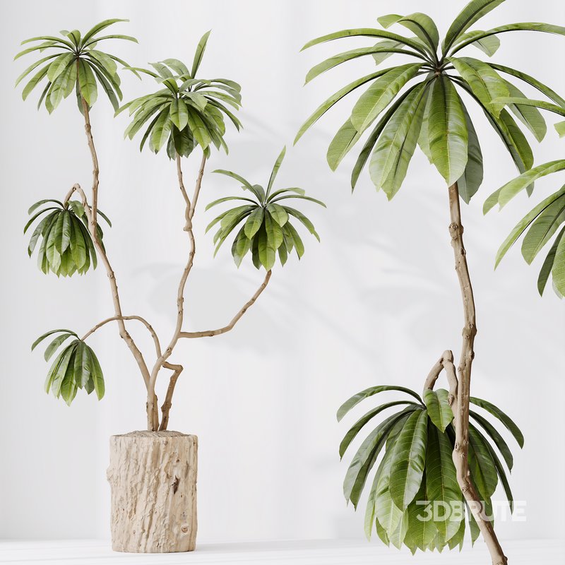 HQ HousePlants Decorative Ficus Cyathistipula African Fig Image 1