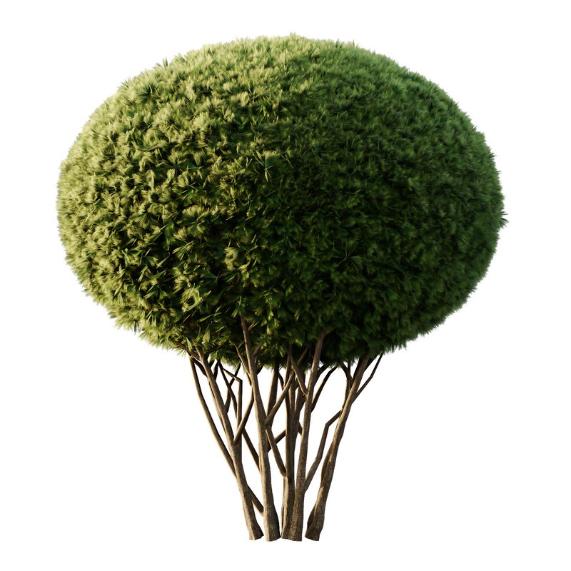 Pinus Mugo Bush10 Image 2