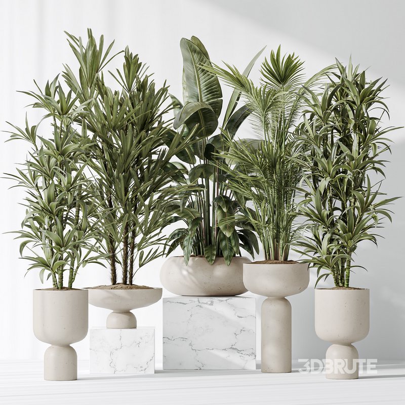 Indoor plants set 81 Areca Majesty and Rhapis Lady Palm and Lemon Lime Cane Dragon and ParadiseBird Image 2