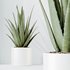 HQ HousePlants Aloe Vera Succulents - Thumbnail 3
