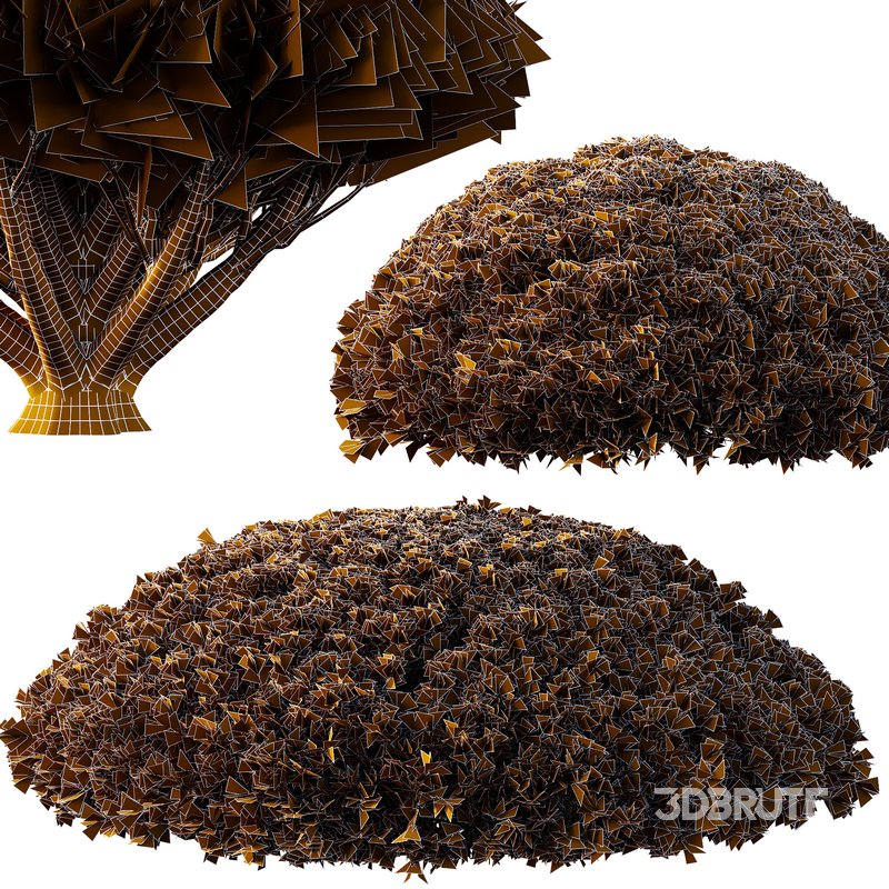 Pinus Mugo Bush08 Image 2