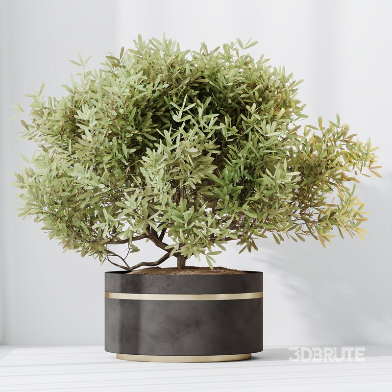 HQ HousePlants Mission Kalamata Leccino Arbequina Wilsonii Chemlali Olive Set 39 Image 3