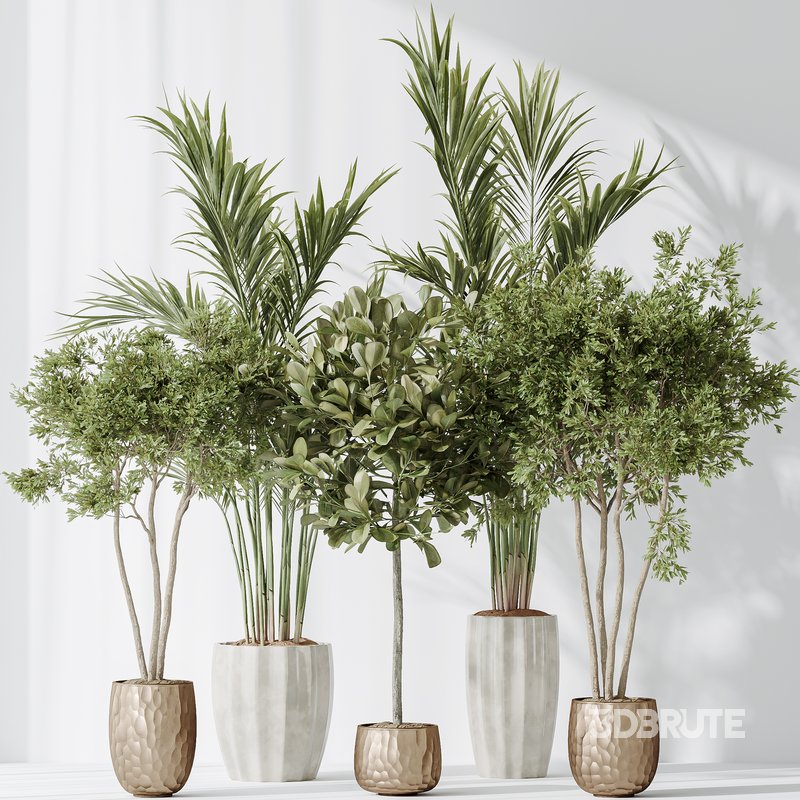 Indoor plants set 72 Majesty Cat Reed Palm Ficus Moclame Indian Laurel Kalamata Wilsonii Chemlali Olive Image 2