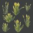 HQ Plants Linaria Vulgaris Yellow Toadflax - Thumbnail 4