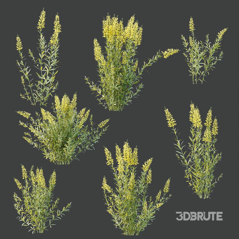 HQ Plants Linaria Vulgaris Yellow Toadflax Image 4