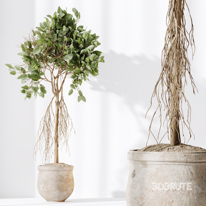 HQ HousePlants Decorative Ficus Benjamina African Fig Image 4