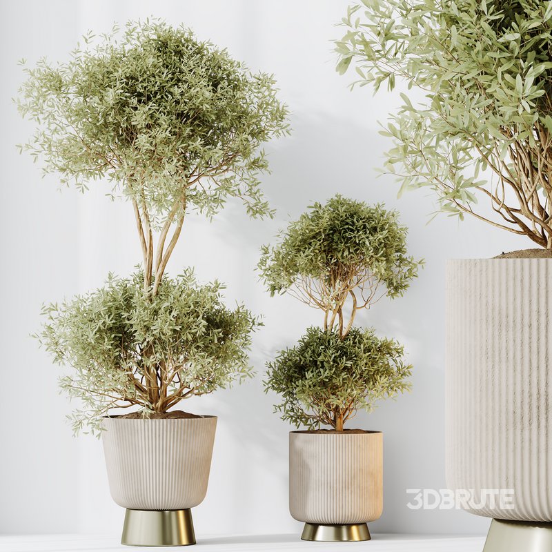 HQ HousePlants Mission Kalamata Leccino Arbequina Wilsonii Chemlali Olive Set 38 Image 2