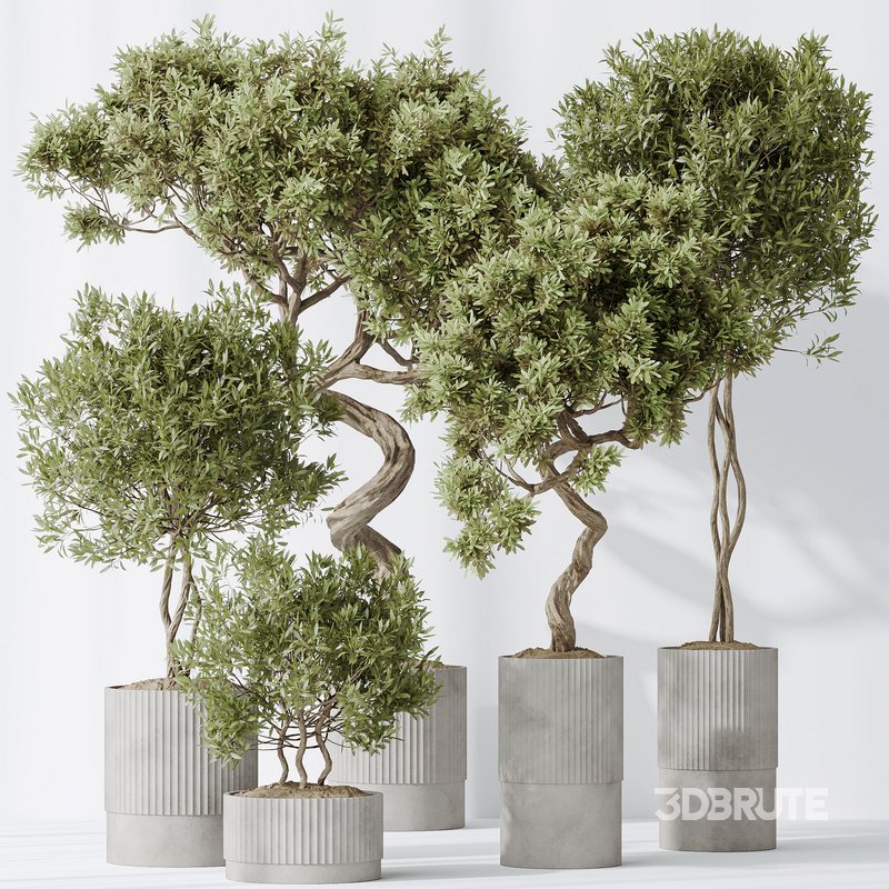 Indoor plants set 88 Mission Kalamata Leccino Arbequina Wilsonii Chemlali Olive Image 4