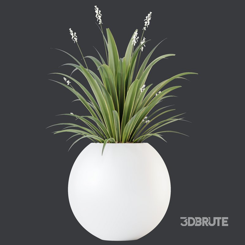 HQ HousePlants Decorative Green Dracaena Cane Dragon Image 2