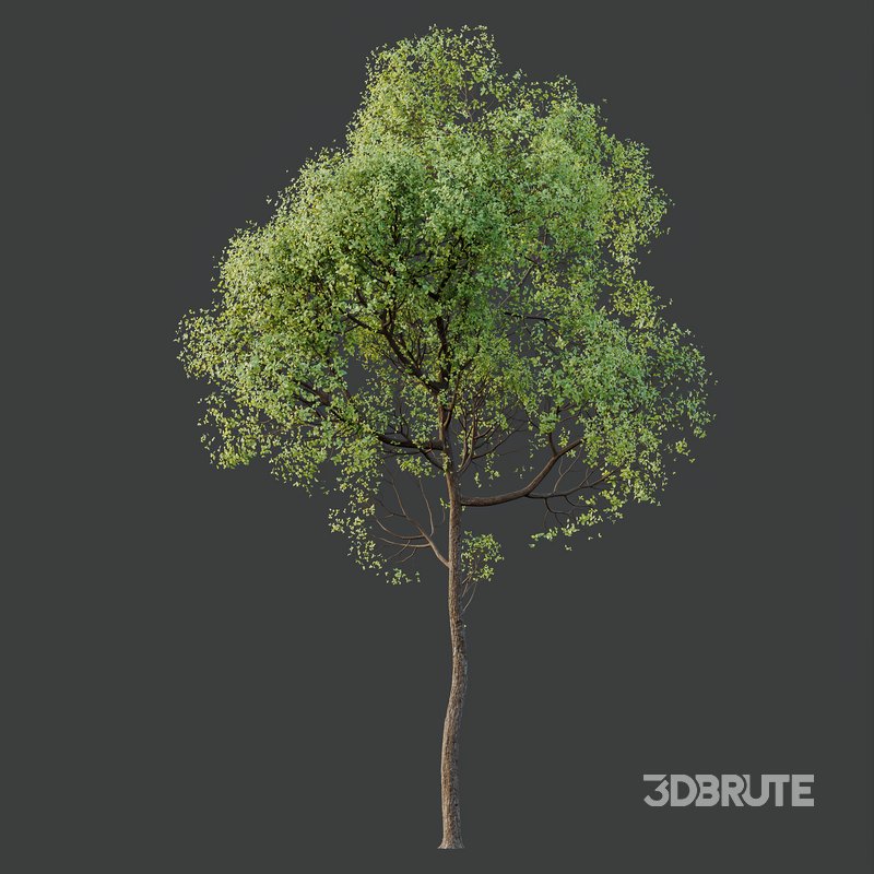 spring trees Shorea Robusta Sal Image 3