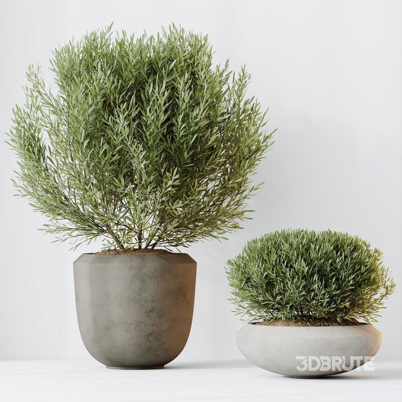 HQ HousePlants Mission Kalamata Leccino Arbequina Wilsonii Chemlali Olive Set 45 Image 2