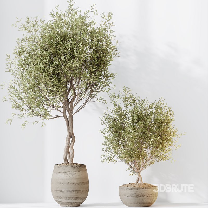 HQ HousePlants Mission Kalamata Leccino Arbequina Wilsonii Chemlali Olive Set 41 Image 2