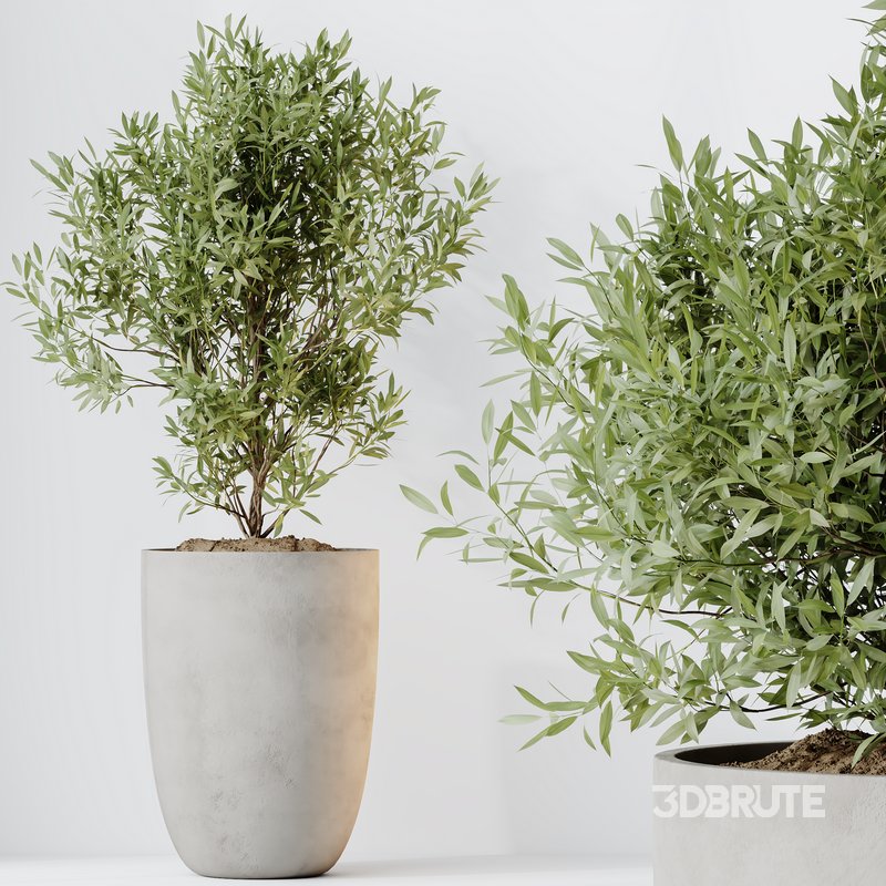 HQ HousePlants Mission Kalamata Leccino Arbequina Wilsonii Chemlali Olive Set 36 Image 3