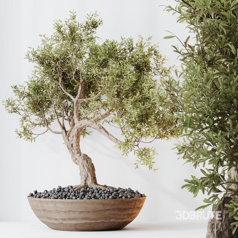 HQ HousePlants Mission Kalamata Leccino Arbequina Wilsonii Chemlali Olive Set 40 Image 1