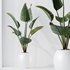 HQ HousePlants Bird Of Paradise Strelitzia Reginae Nicolai - Thumbnail 3