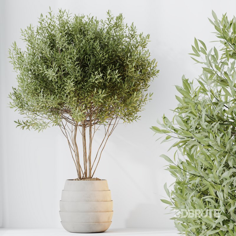 HQ HousePlants Mission Kalamata Leccino Arbequina Wilsonii Chemlali Olive Set 35 Image 2