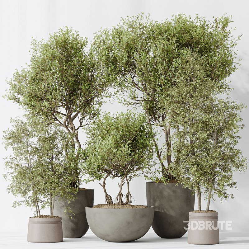 Indoor plants set 69 Mission Kalamata Leccino Arbequina Wilsonii Chemlali Olive Image 2