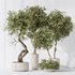 Indoor plants set 75 Ficus Retusa Microcarpa Bonsai Ginseng and Olive Artificial Olivo Olea Tree - Thumbnail 7