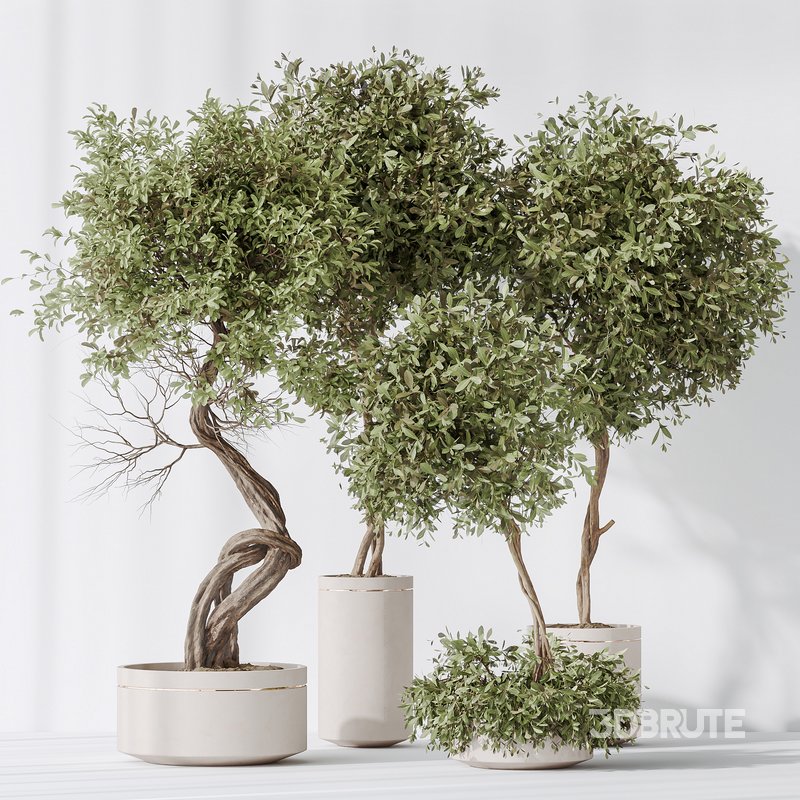 Indoor plants set 75 Ficus Retusa Microcarpa Bonsai Ginseng and Olive Artificial Olivo Olea Tree Image 7