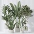 Indoor plants set 78 Chemlali Olive and ParadiseBird and Dracaena - Thumbnail 2
